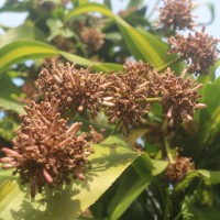 Dracaena fragrans (L.) Ker Gawl.